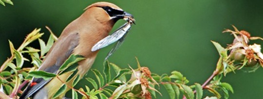 Birds Feeling The Sting of Bee-Killing Pesticides