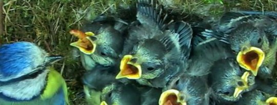 Winter’s Unpredictability Affects Bird Nests