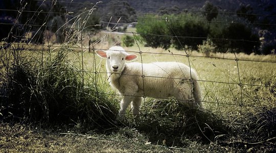 How One California Farmer Is Dealing with The Worst Drought In 1,200 Years