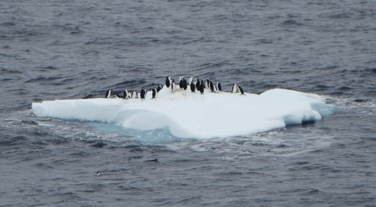 Penguins can make bad life choices too