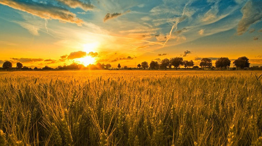 wheat fields