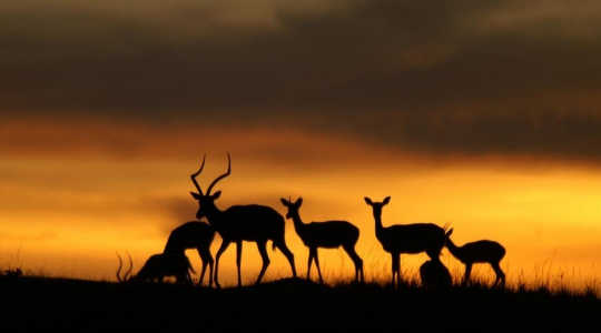 A third of all antelope species are now on the IUCN Red List of threatened species. Image: Jakob Bro-Jørgensen/University of Liverpool