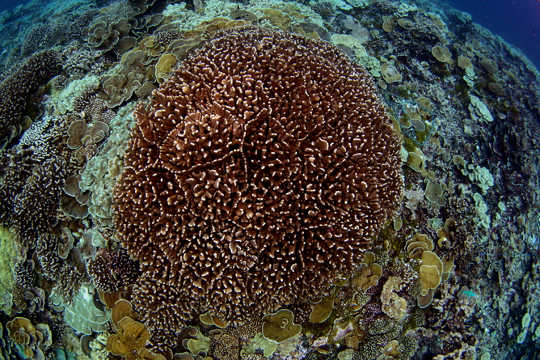 Southern Line Islands. High productivity means more coral growth and cover offering coastal protection to island nations and increased biodiversity and abundance. Brian Zgliczynski - Scripps Institution of Oceanography, San Diego, California