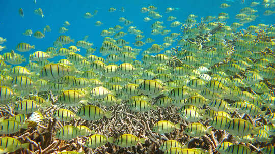 Booming productivity at Palmyra Atoll, central Pacific the Island Mass Effect bringing huge fisheries rewards to an otherwise empty ocean. Gareth J Williams, School of Ocean Sciences, Bangor University, UK