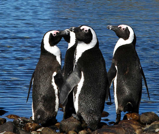 African penguins in Algoa Bay, South Africa Guy Castley What is ecotourism?