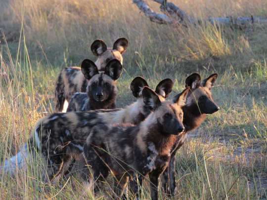 African wild dogs Ralf Buckley