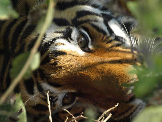 A tiger in India (from the back of an elephant) Ralf Buckley