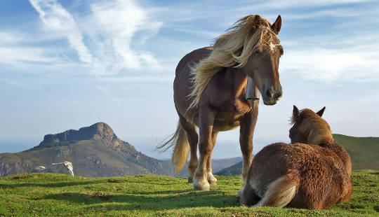 What Horses Can Teach Us