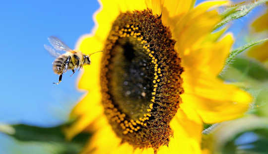 The Newest Strategy For Saving Bees Is Really Old