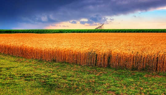 Wheat crops on the Kansas High Plains in the US depend on aquifer water. Image: //www.flickr.com/photos/23737778@N00/">James Watkins via Flickr