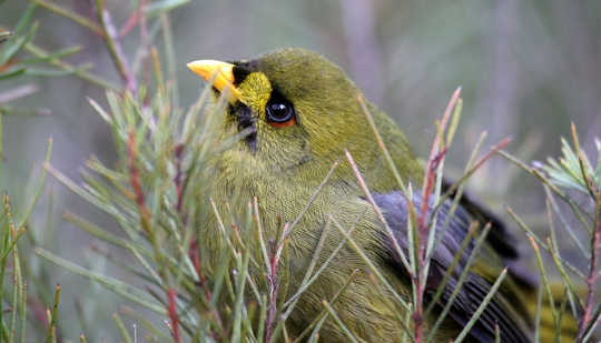 Why We Dislike Certain Birds And Why It Might Be Our Fault