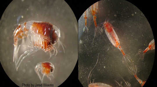 zooplankton 7 20