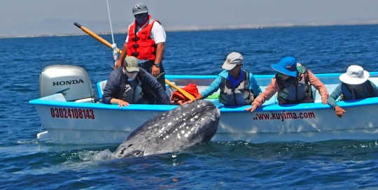 touching grey whales