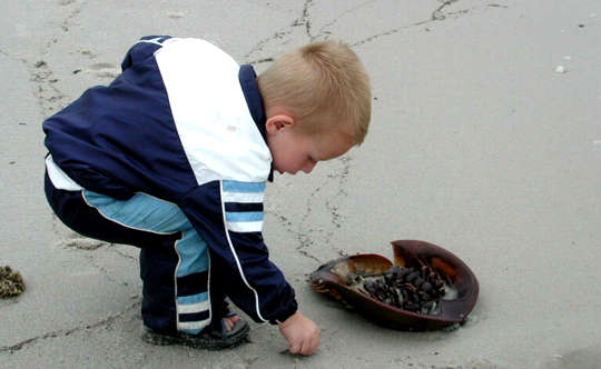 Of Horseshoe Crabs and Empathy