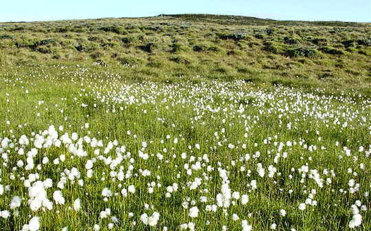 Spring Is Now Arriving Earlier The Farther North You Go