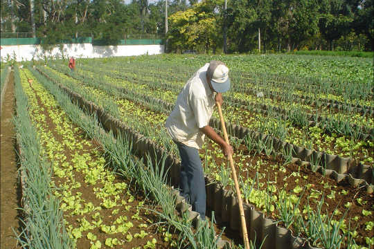 How Urban Agriculture Can Improve Food Security In US Cities