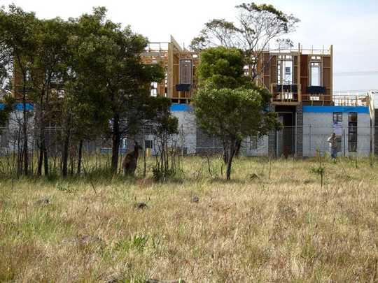 The Small Patch Of Bush Over Your Back Fence Might Be Key To A Species’ Survival