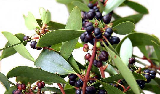 The Tasty Weed-like Desert Raisin Plant