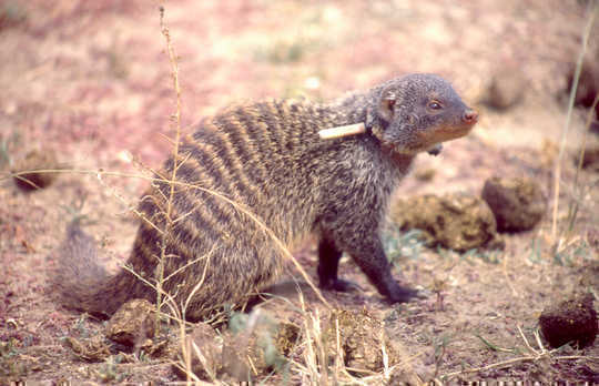 Civil War Among The Mongooses ... and Why It's All About Sexual Success