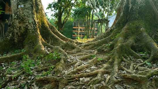 Climate Change: Having The Right Combination Of Tree Personalities Could Make Forests More Resilient