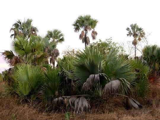 What Killed Off Madagascar's Giants A Thousand Years Ago?