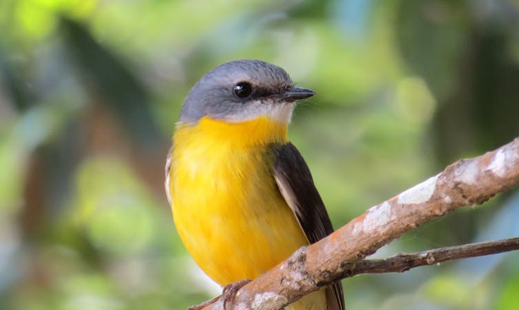 Why Most Native Bird Species Are Losing Their Homes