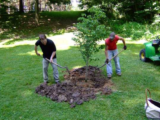 Increasing Tree Cover May Be Like A Superfood For Community Mental Health