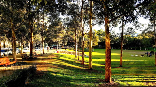 Increasing Tree Cover May Be Like A Superfood For Community Mental Health