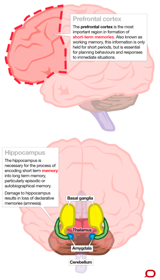 Why We're Capable Of Infinite Memory