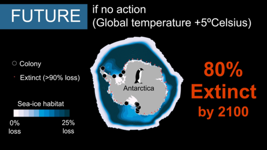 Why Emperor Penguins Could Be Marching To Extinction