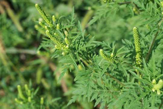 Still Sneezing? Climate Change May Prolong Allergy Season