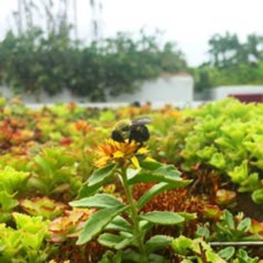 How Green Roofs Can Protect City Streets From Flooding