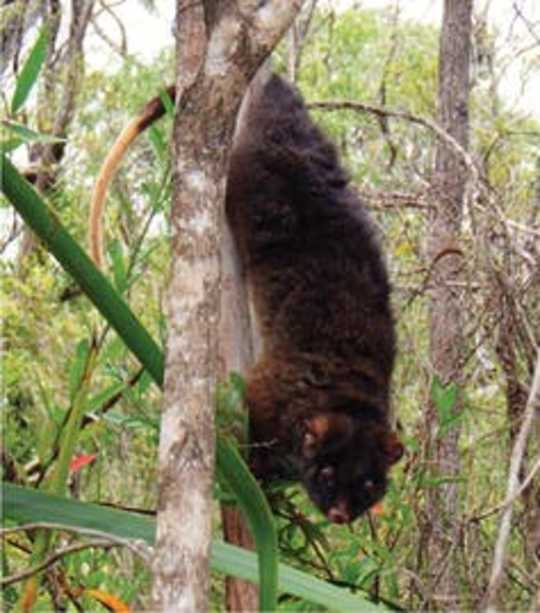 The Small Patch Of Bush Over Your Back Fence Might Be Key To A Species’ Survival