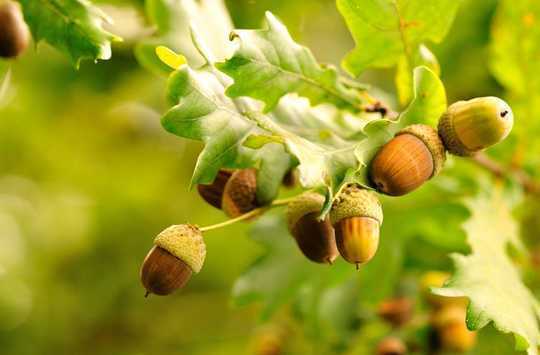 Tons Of Acorns? It Must Be A Mast Year