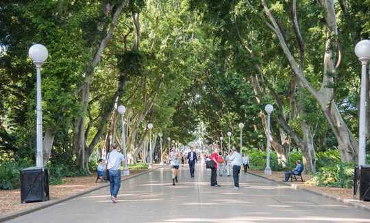 Increasing Tree Cover May Be Like A Superfood For Community Mental Health