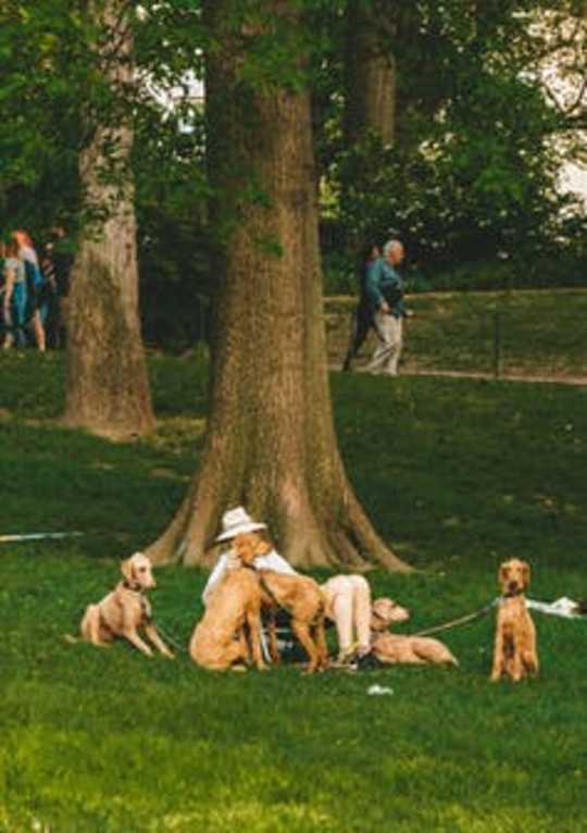 Increasing Tree Cover May Be Like A Superfood For Community Mental Health