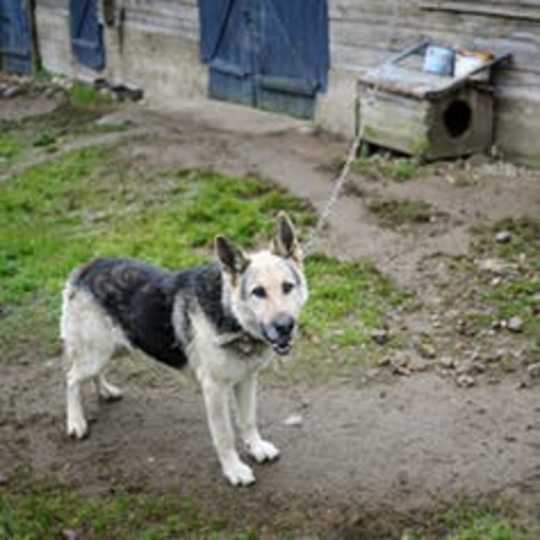 How Dogs Help Keep Multiracial Neighborhoods Socially Segregated