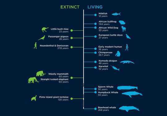 An Animal's Lifespan Is Written In The DNA. For Humans, It's 38 Years