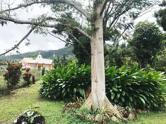 Meet the Farmers Reclaiming Puerto Rico’s Agricultural History