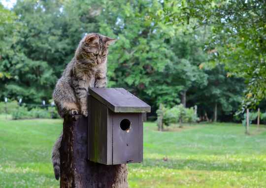 When Keeping Cats Indoors, How To Ensure Your Pet Is Happy