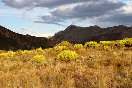 How To Design A Forest Fit To Heal The Planet