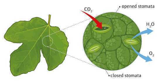 Climate Change: Having The Right Combination Of Tree Personalities Could Make Forests More Resilient