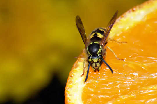 Why Wasps Become So Annoying At The End Of Summer