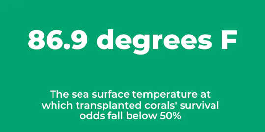 Ocean Warming Threatens Coral Reefs and Soon Could Make It Harder To Restore Them