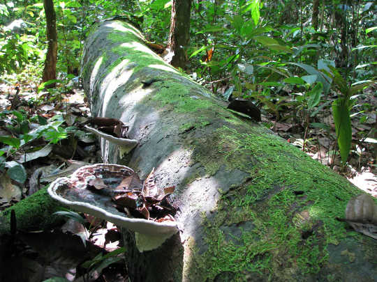 Dead trees, like this one in Peru, release carbon back into the atmosphere when they rot away. 