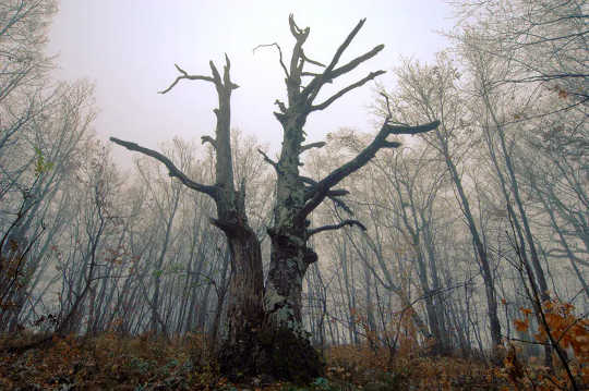 Across The World, Trees Are Growing Faster, Dying Younger – And Will Soon Store Less Carbon