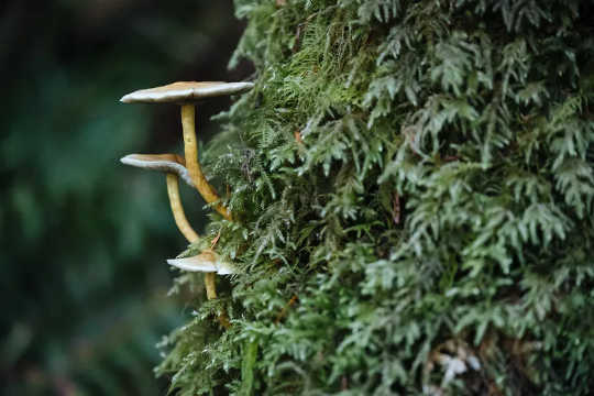 Fungi provide essential ecosystem services, yet are also on the decline. (four reasons why restoring nature is the most important endeavor of our time)