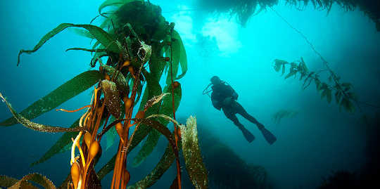 kelp forrest 7 12