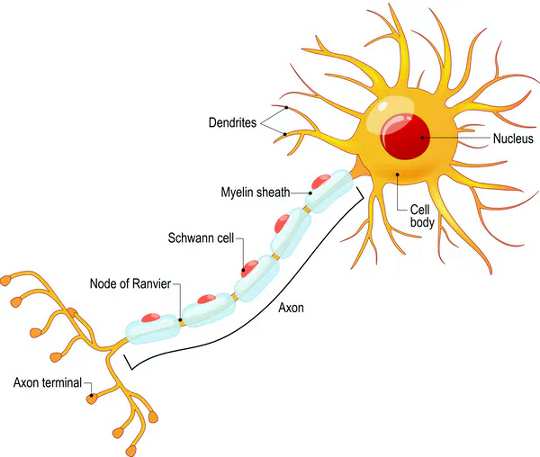 How Brains Are More Complex Than What Anatomy Suggests