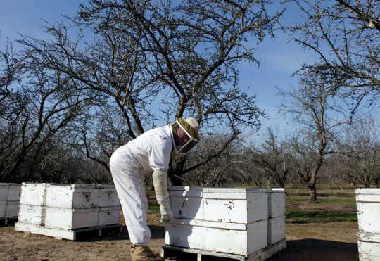 Beekeeper in protective suit check hives in a California almond orchard.